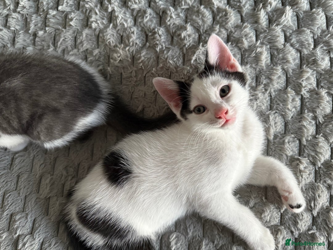 Mixed Breed cats for sale: Kittens for sale  - Image 5