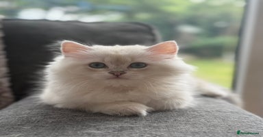 British Longhair cats - Advert 7
