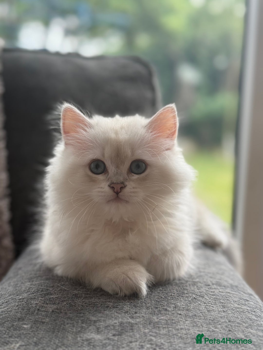 British Longhair cats for sale: White gold and silver boy😍 - Image 2