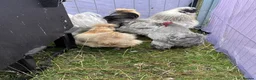 Chickens poultry for sale: Pure bred Silkie Pullets - Advert 2