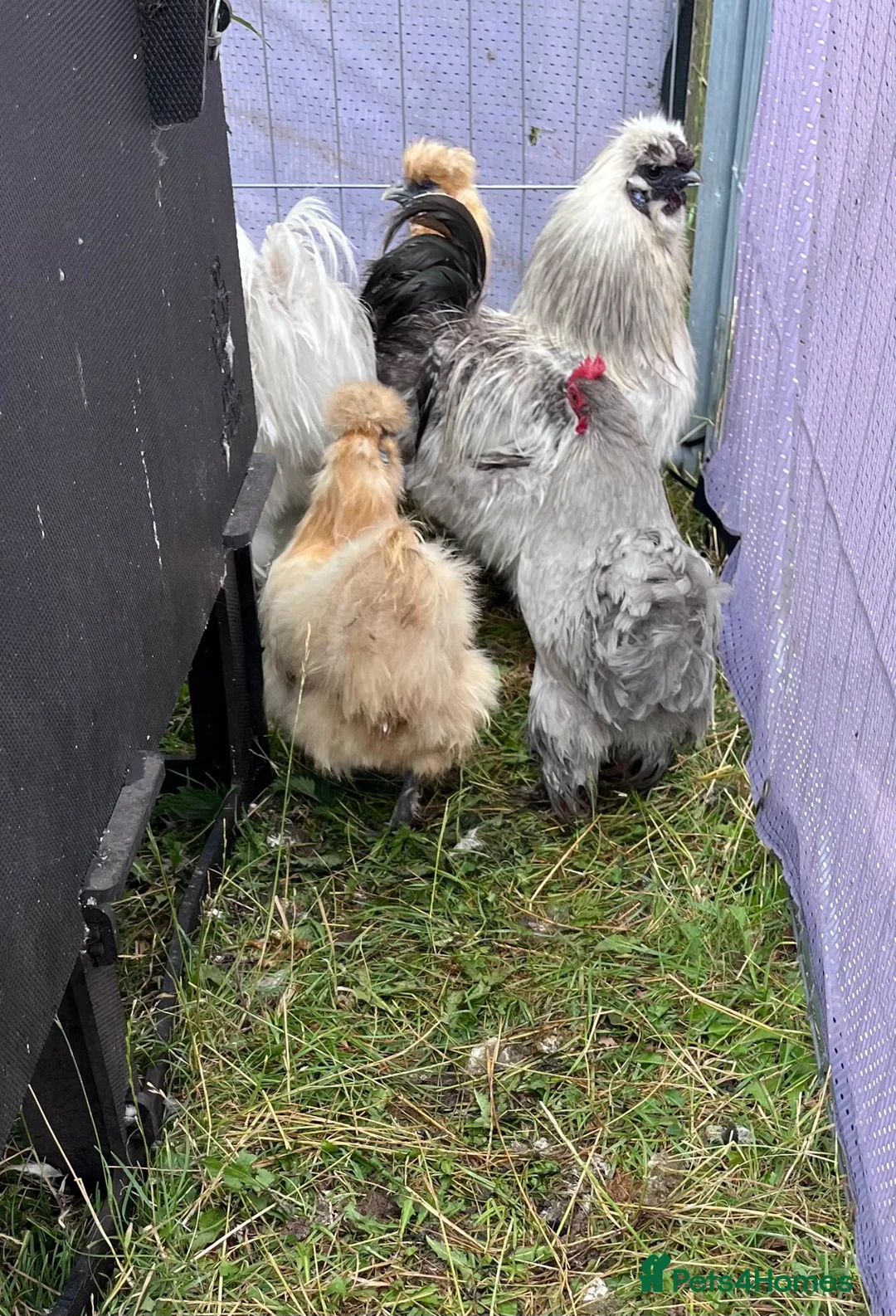 Chickens poultry for sale: Pure bred Silkie Pullets - Advert 2