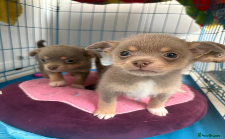 Pomchi dogs - Advert 1