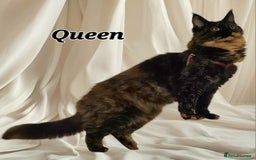 Maine Coon cats for sale: *PRICE DROP* ONLY 1 GIRL LEFT!!! *READY NOW* GCCF! in Alfreton - Image 9