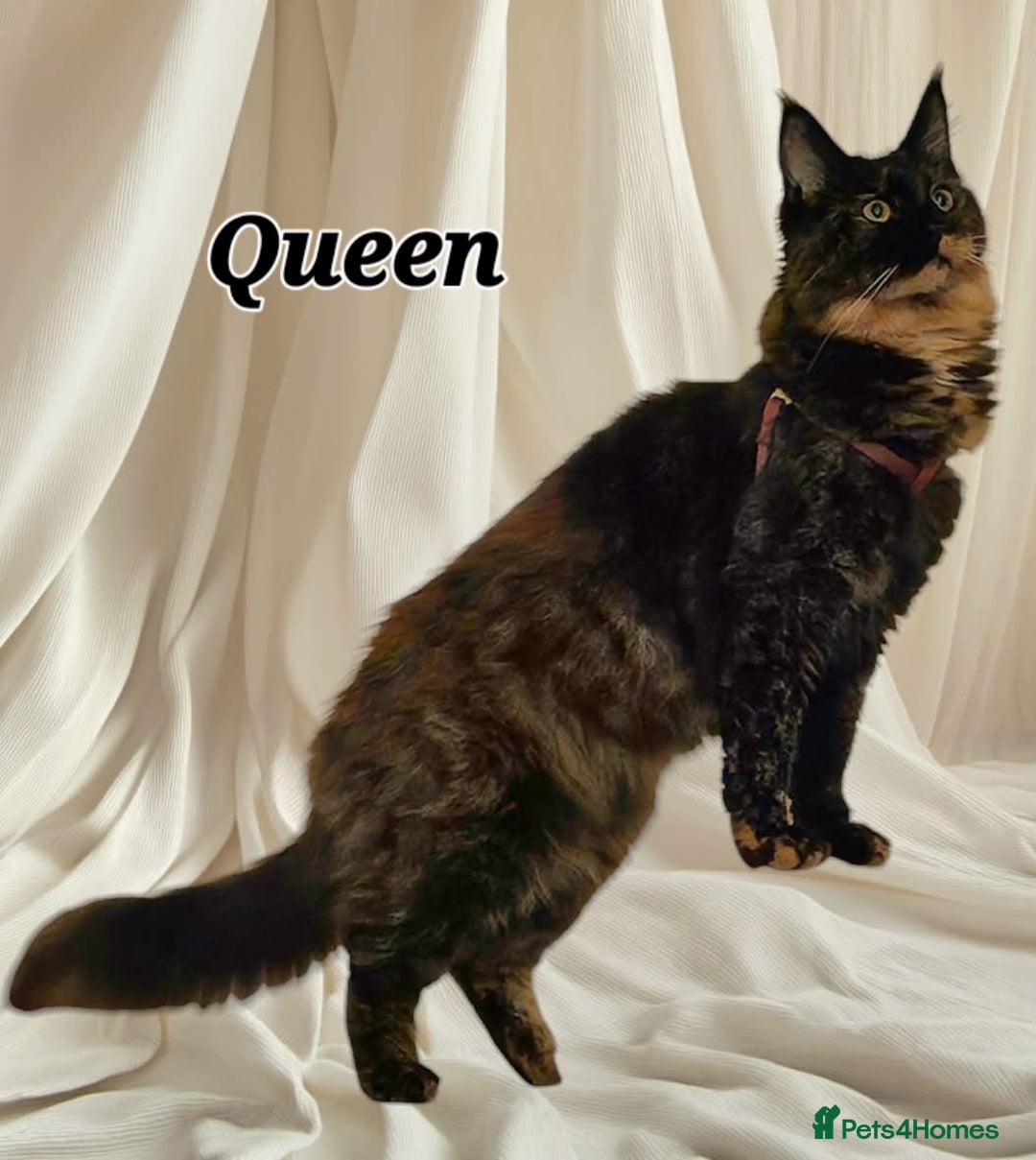 Maine Coon cats for sale: *PRICE DROP* ONLY 1 GIRL LEFT!!! *READY NOW* GCCF! in Alfreton - Image 9