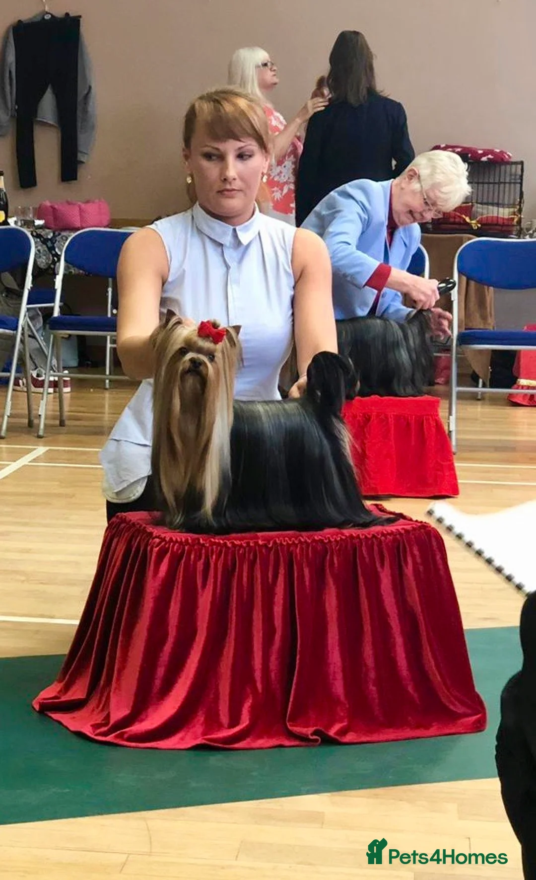 Yorkshire Terrier dogs for stud: Stunning UK champion small stud dog DNA tested in Rotherham - Advert 15