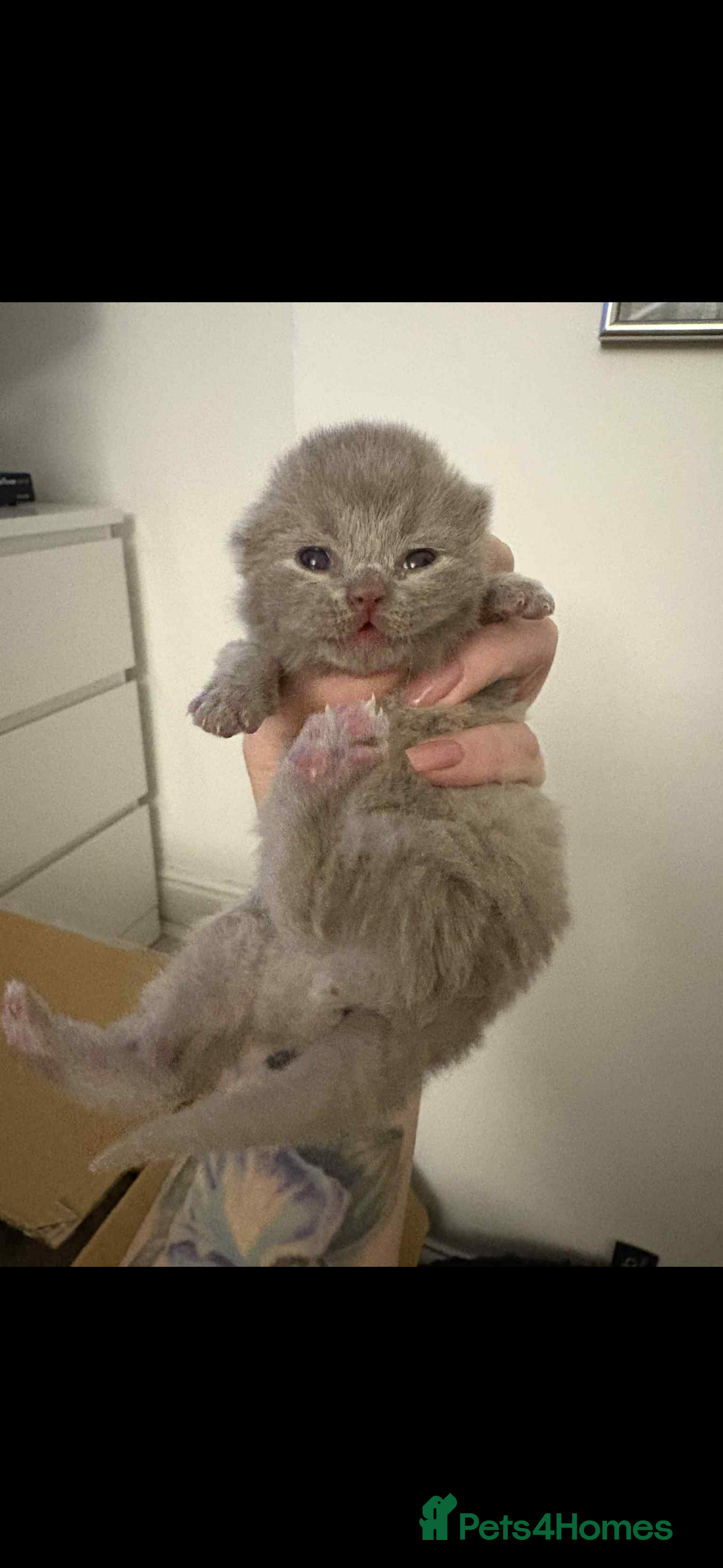 British Shorthair cats Lilac -cream girl BSH , TICA  - Advert 2