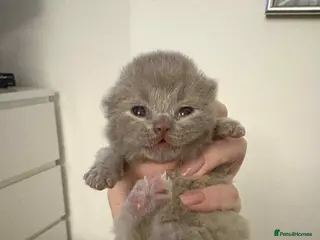 British Shorthair cats Lilac -cream girl BSH , TICA - Advert 2