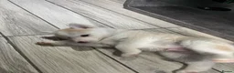 Pomsky dogs for sale: Last gorgeous boy left f3 pomsky - Advert 13