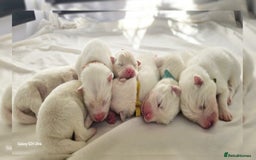 Samoyed dogs for sale: Pure white, excellent pedigree Samoyed puppies - Image 2