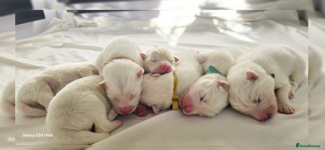 Samoyed dogs for sale: Pure white, excellent pedigree Samoyed puppies - Image 2