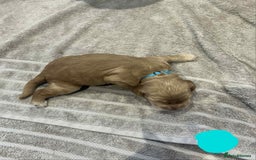 Cocker Spaniel dogs for sale: Working Cocker Spaniel Pups parents DNA tested - Image 28