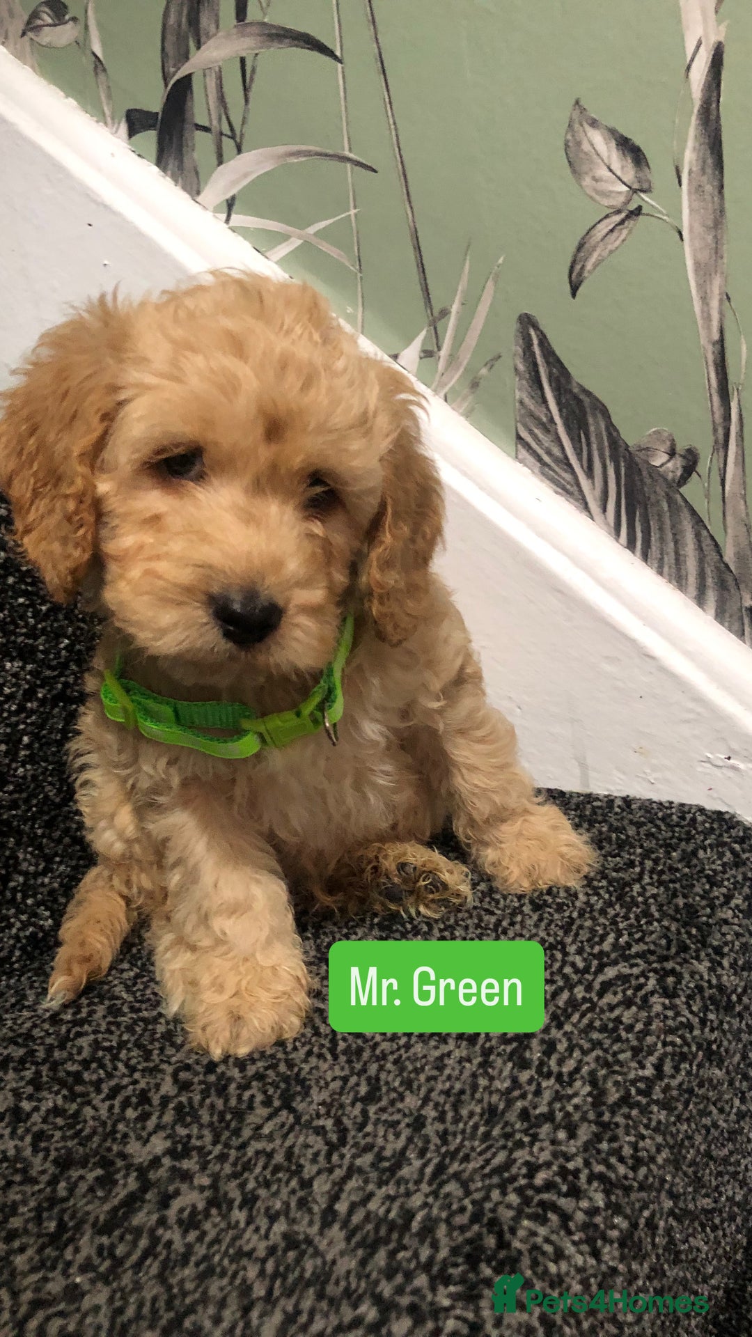 Cockapoo dogs for sale: F1b toy cockapoo puppies - Image 9