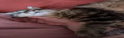 Siberian cats for sale: Gorgeous 1 year old Siberian looking for a home - Advert 9