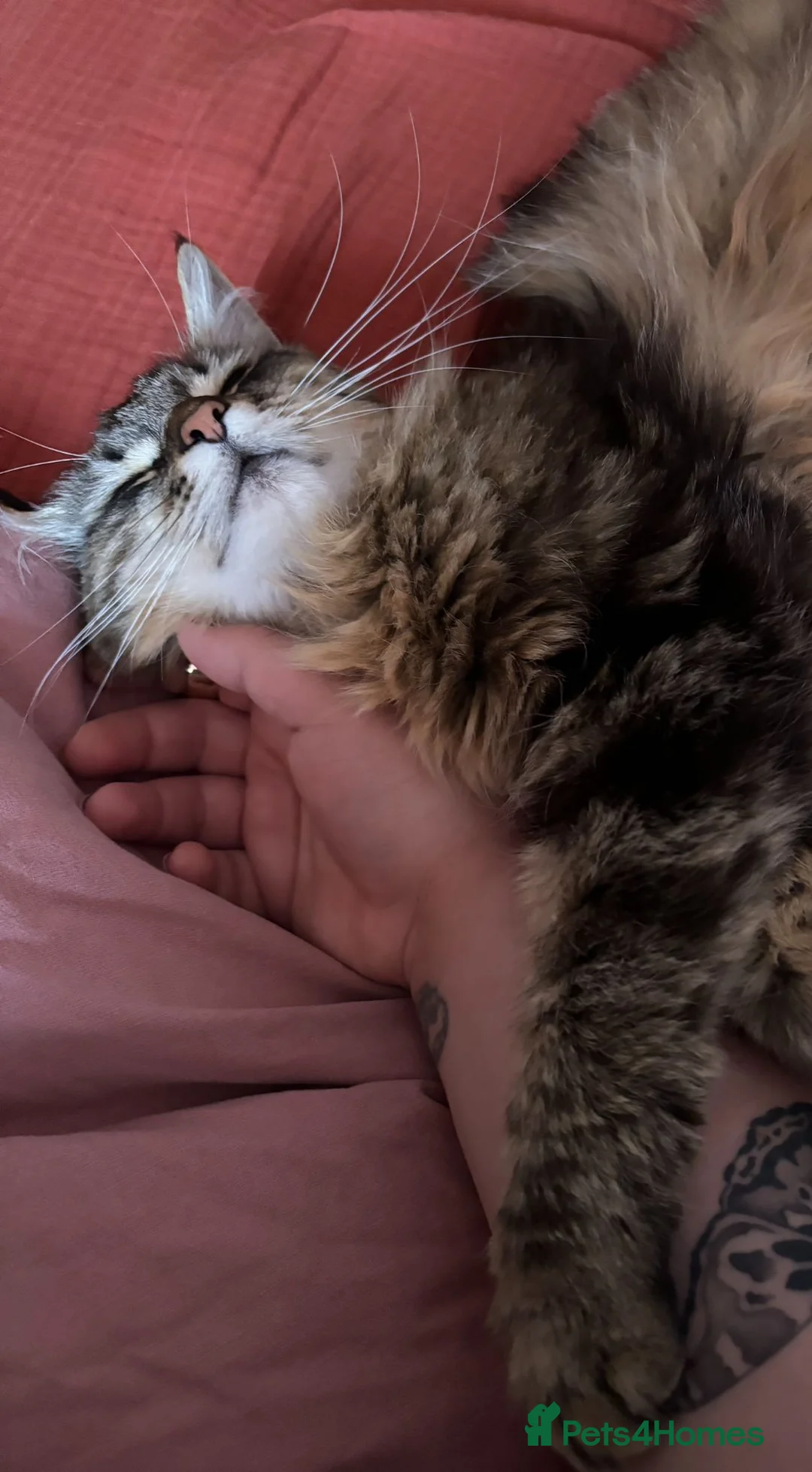 Siberian cats for sale: Gorgeous 1 year old Siberian looking for a home - Advert 9