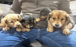 Miniature Dachshund dogs for sale: Miniature dachshund puppies  - Advert 10