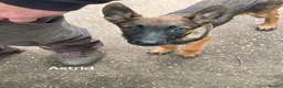 Mixed Breed dogs for sale: German Shepherd x in Sunderland - Advert 3