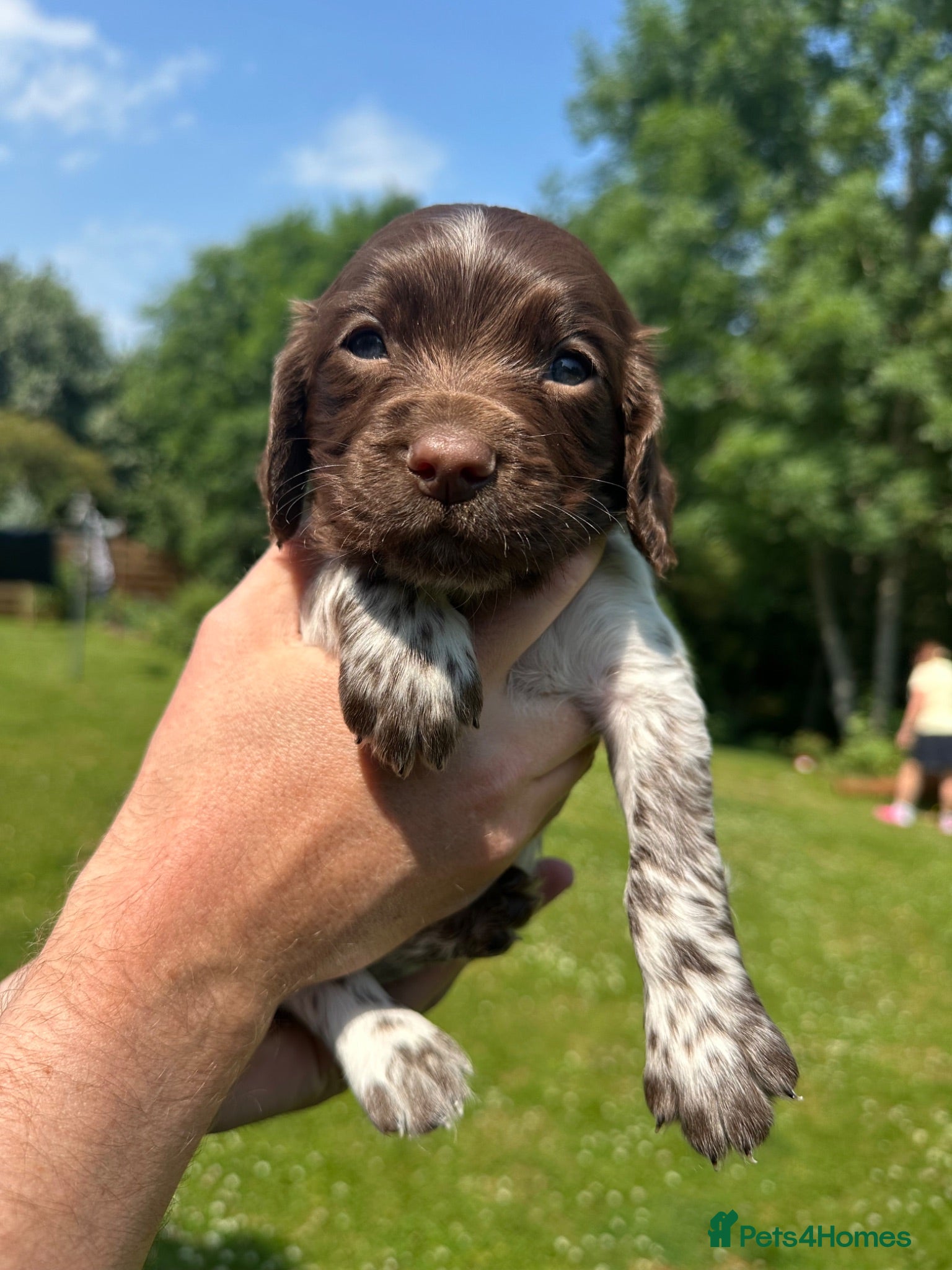 Sprocker dogs F2 Sprocker Puppies - Growing beautifully 🤎🖤🐾  - Advert 2