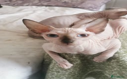 Sphynx cats for sale: Sphynx girls beautiful loving babies - Image 17