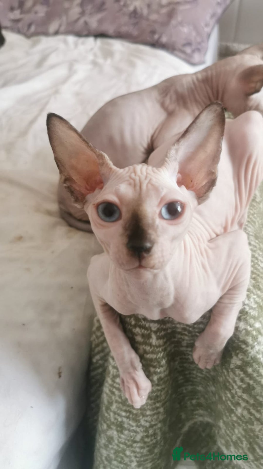 Sphynx cats for sale: Sphynx girls beautiful loving babies - Image 17