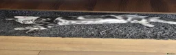 Norwegian Forest Cat cats for sale: For sale  - Advert 2