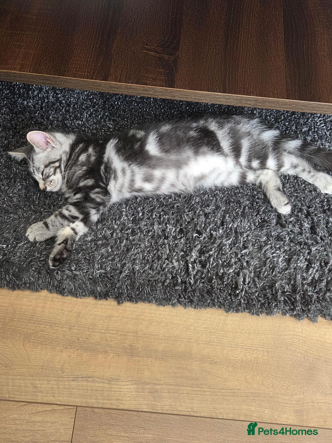 Norwegian Forest Cat cats for sale: For sale  - Advert 2