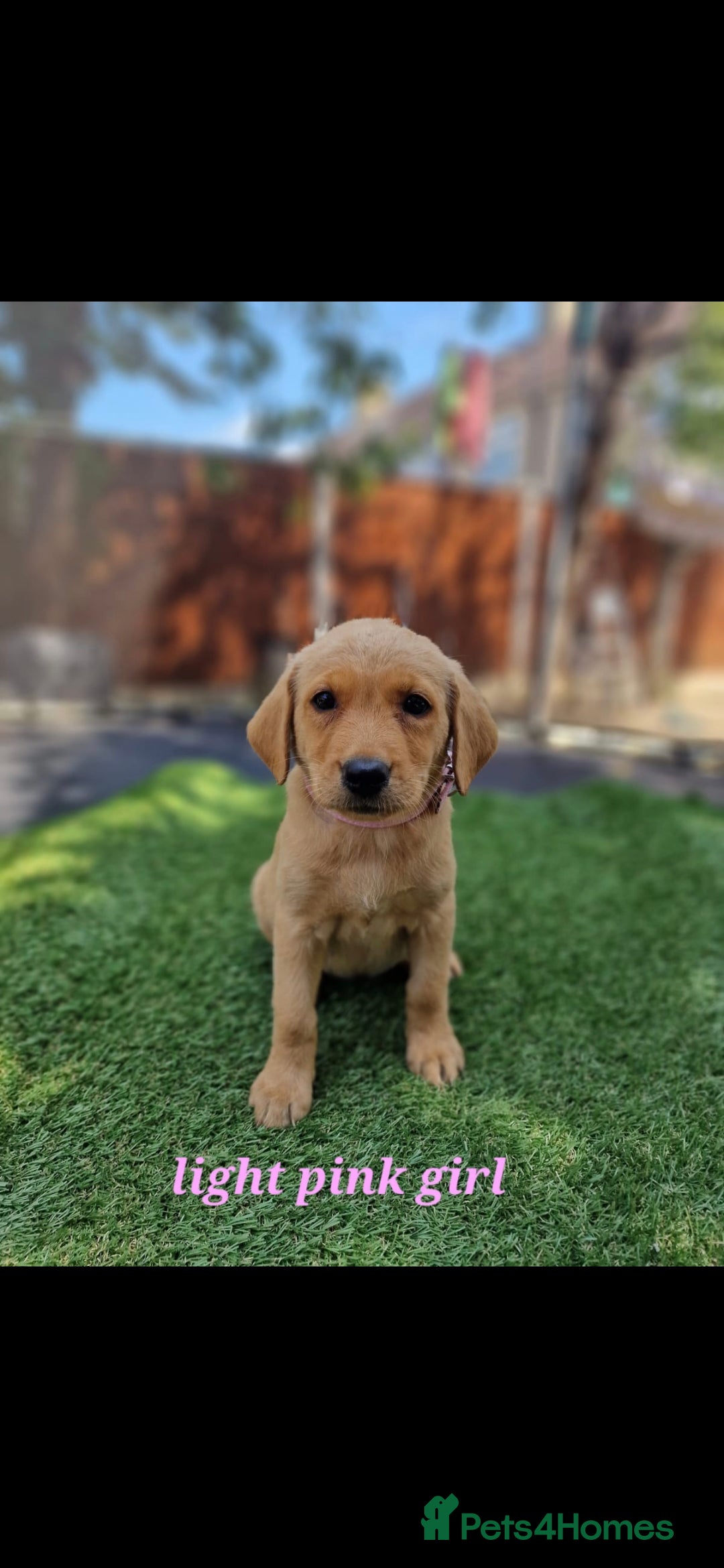 Labrador Retriever dogs READY NOW!!! KC registered Labrador Retriever  - Advert 2