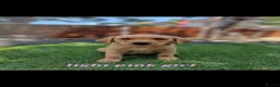 Labrador Retriever dogs for sale: READY NOW!!! KC registered Labrador Retriever  - Advert 27