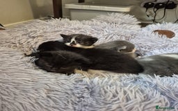 Ragdoll cats for sale: Ragdoll X Kittens  - Image 9