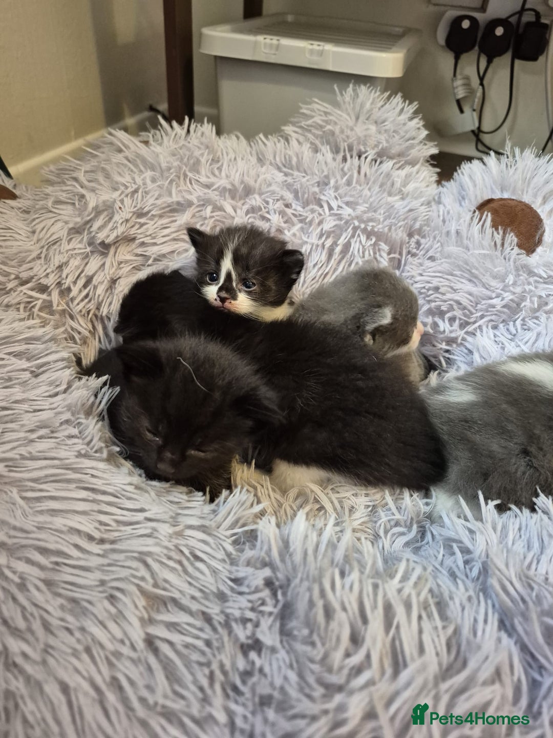 Ragdoll cats for sale: Ragdoll X Kittens  - Image 9