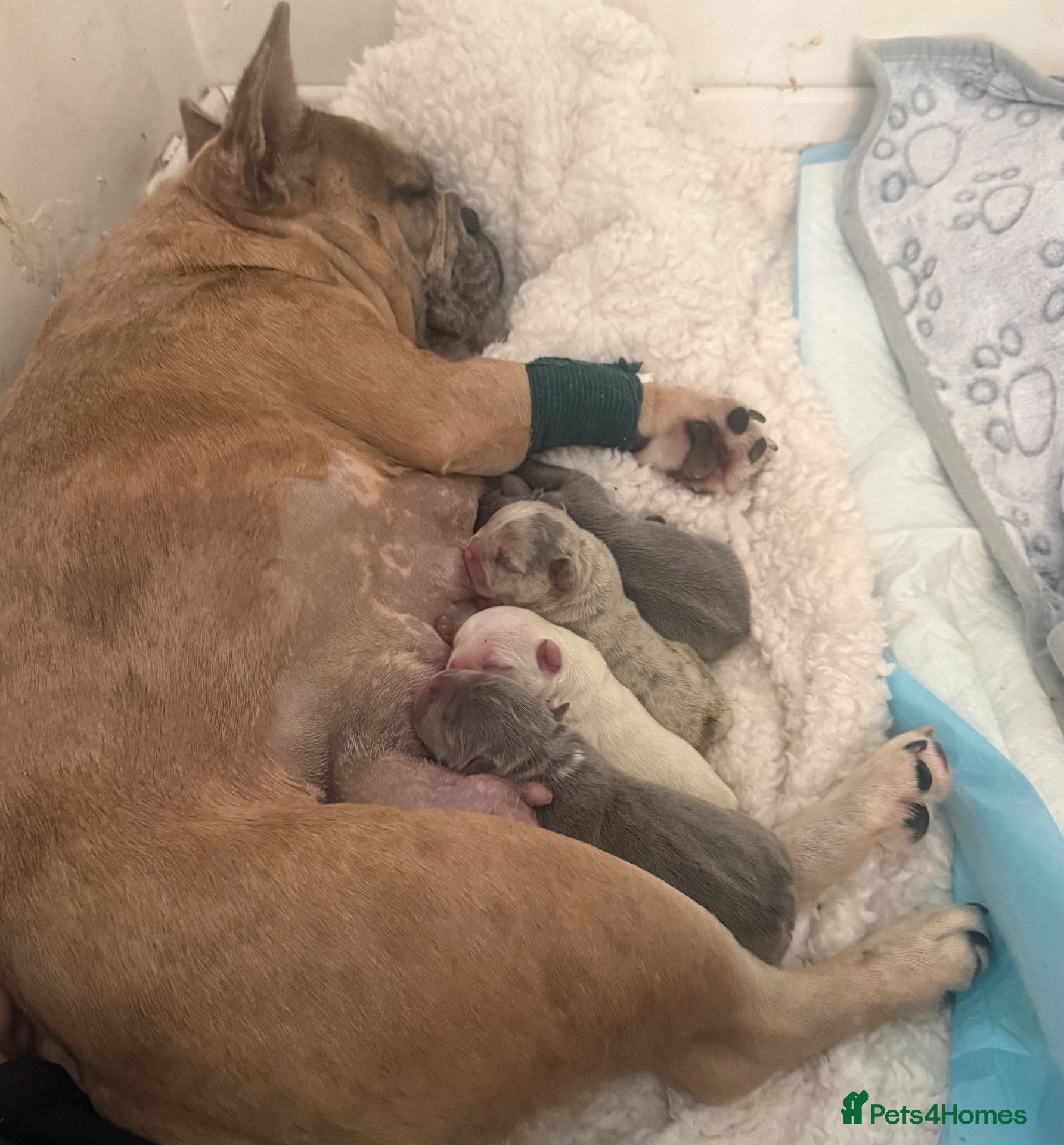 French Bulldog dogs Frenchie pups for sale - Advert 4