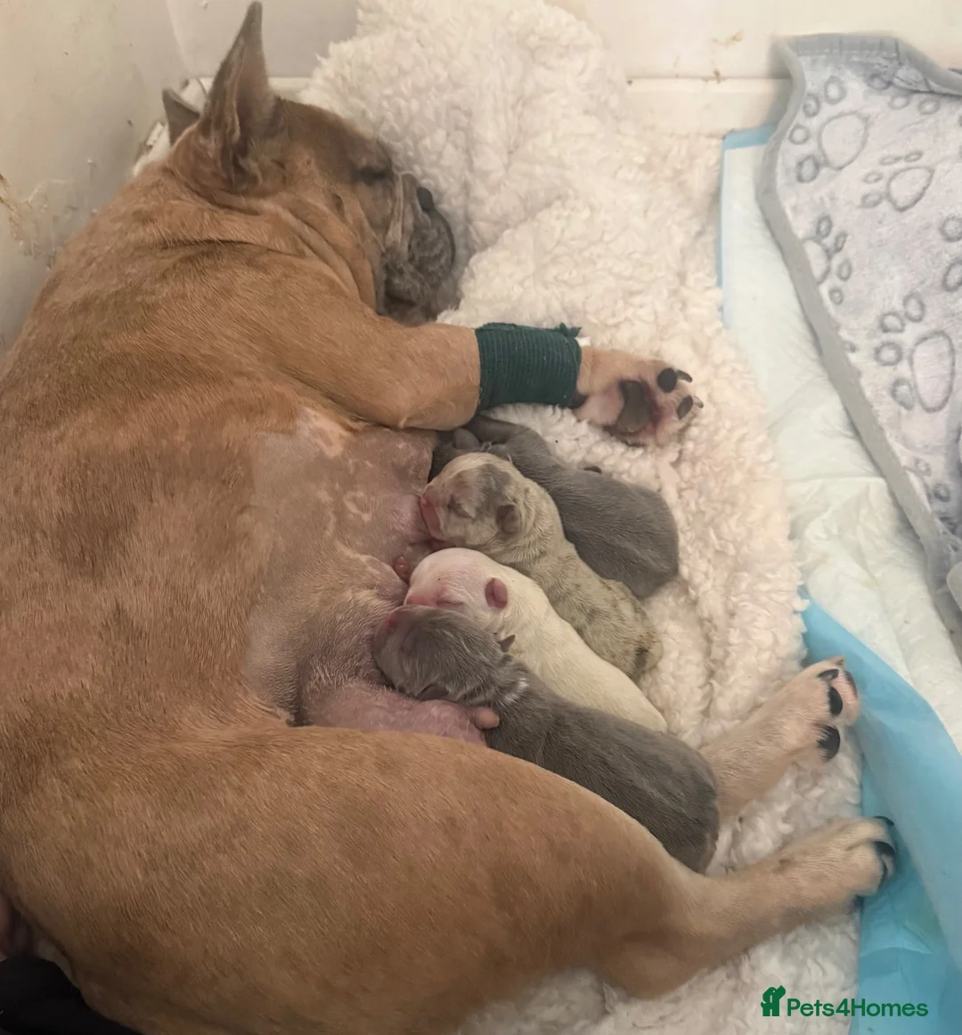 French Bulldog dogs for sale: Frenchie pups for sale - Advert 1
