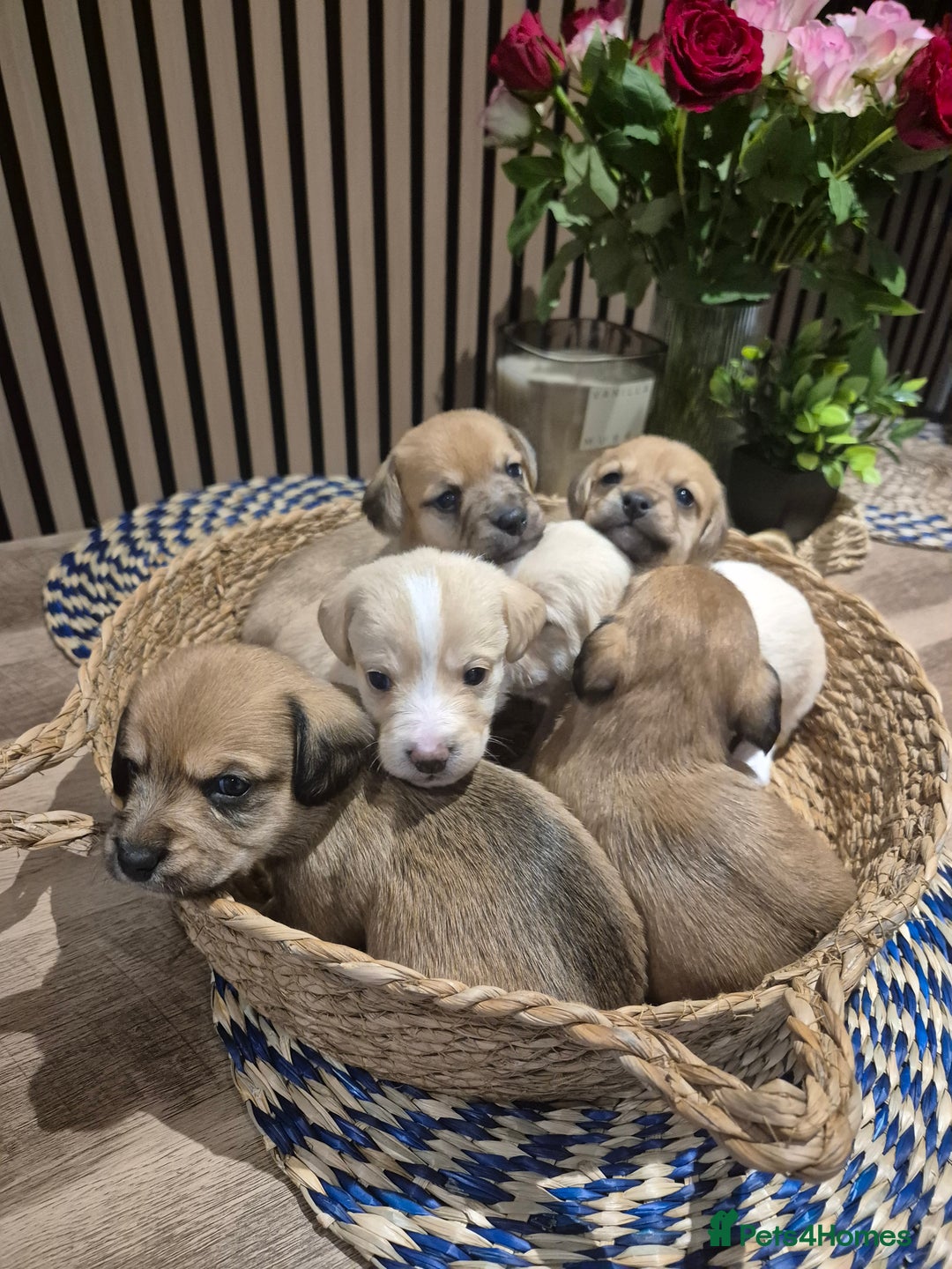 Mixed Breed dogs for sale: Doxie chon - Advert 4