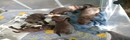Sprocker dogs for sale: Sproker spaniel pups  - Advert 5