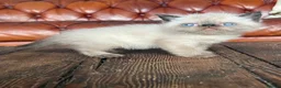 Exotic cats for sale: Last Remaining  Exotic Shorthair Kitten - Advert 7