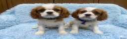 Cavalier King Charles Spaniel dogs for sale: Cavalier King Charles  - Advert 2