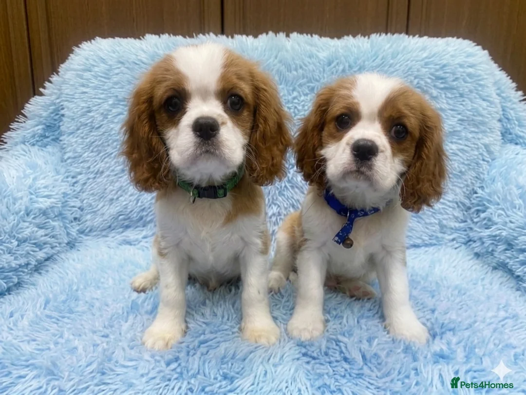 Cavalier King Charles Spaniel dogs for sale: Cavalier King Charles  - Advert 2