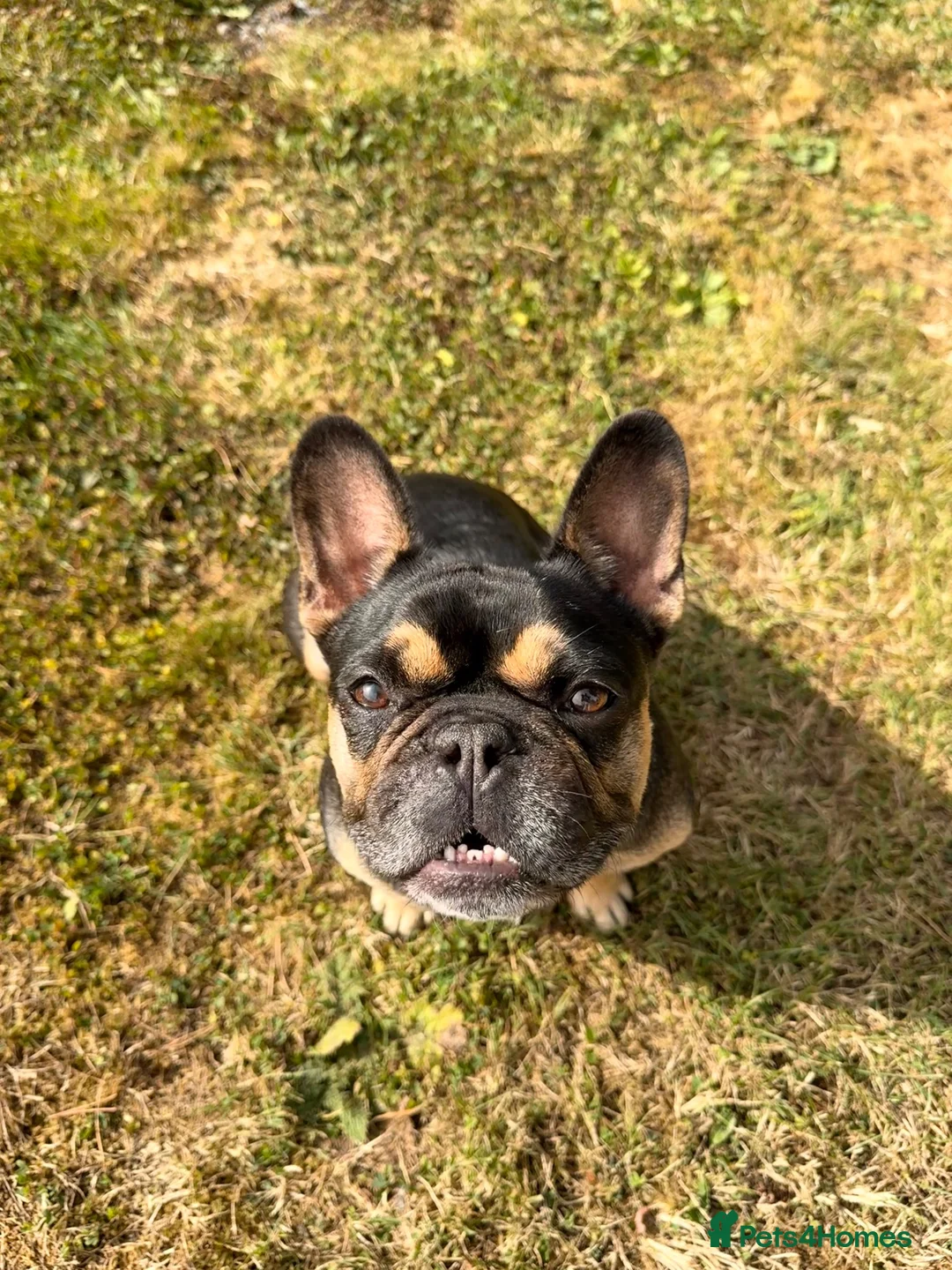 French Bulldog dogs for sale: 🧡🧡2 year old French Bulldog🧡🧡  - Advert 2
