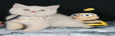 British Longhair Kitten 4
