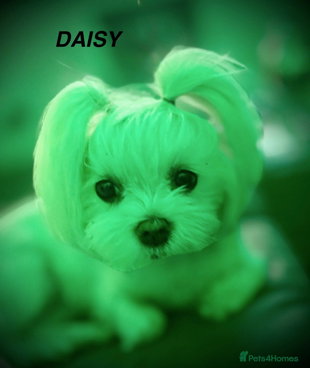 Maltese dogs for sale:  KC Registred Maltese puppies  - Advert 18