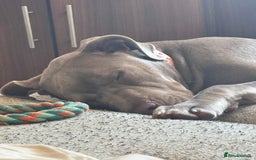 Mixed Breed dogs for sale: 10 month old female boerboel cross - Image 4