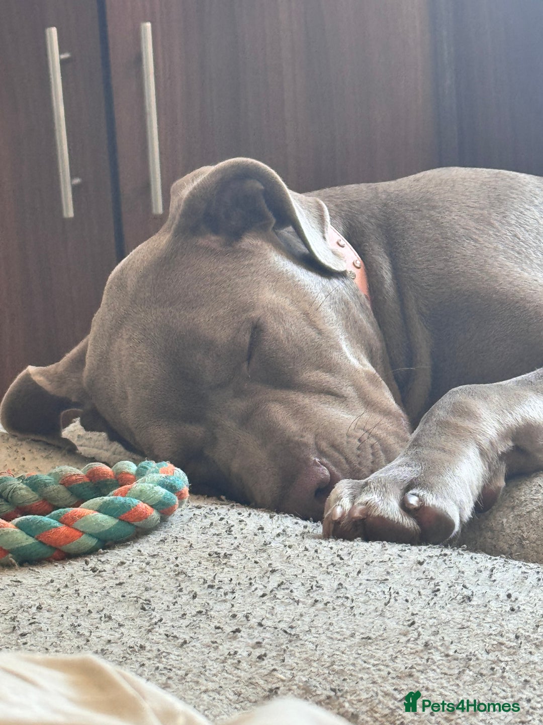 Mixed Breed dogs for sale: 10 month old female boerboel cross - Image 4