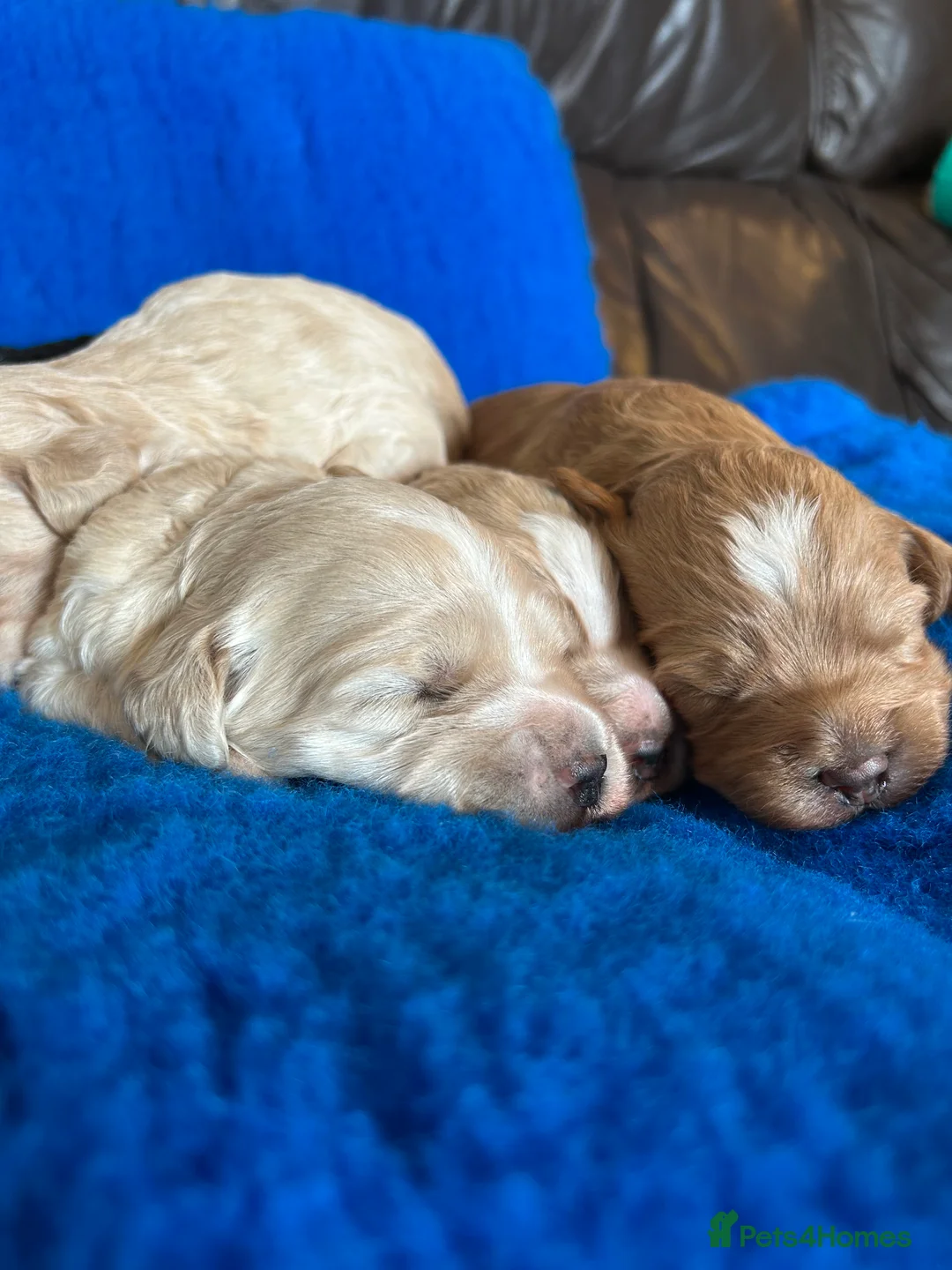 Mixed Breed dogs for sale: Miniature Multi-Gen Australian Labradoodle Puppies in South Molton - Advert 14