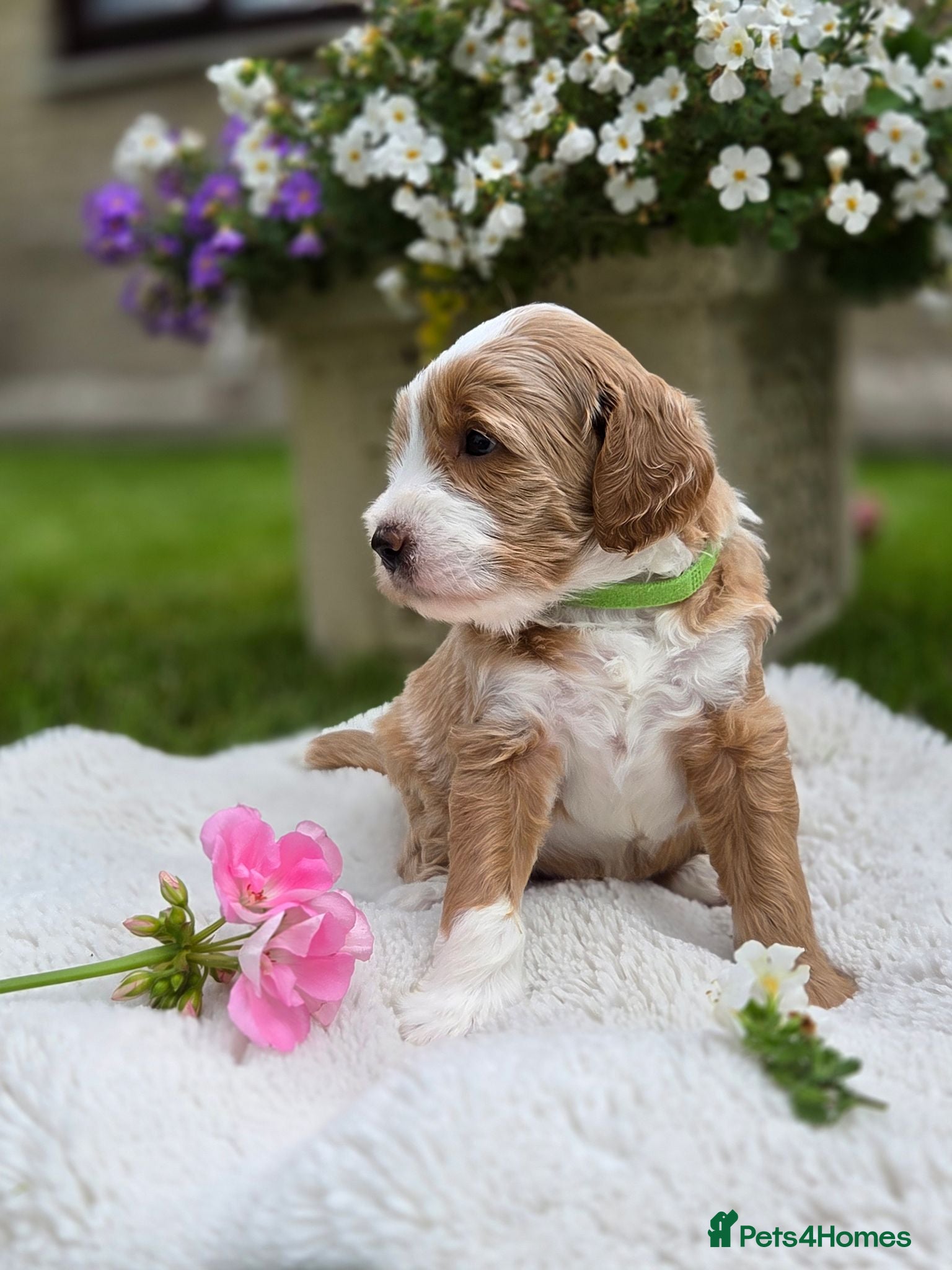 Australian Labradoodle dogs Australian Labradoodle Puppies - Advert 1