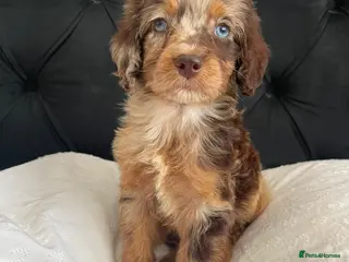 Cockapoo dogs Cockapoo Puppies - Advert 1