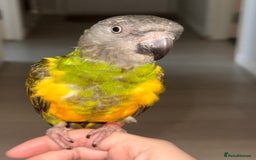 Parrots birds for sale: Senegal parrot  - Image 4