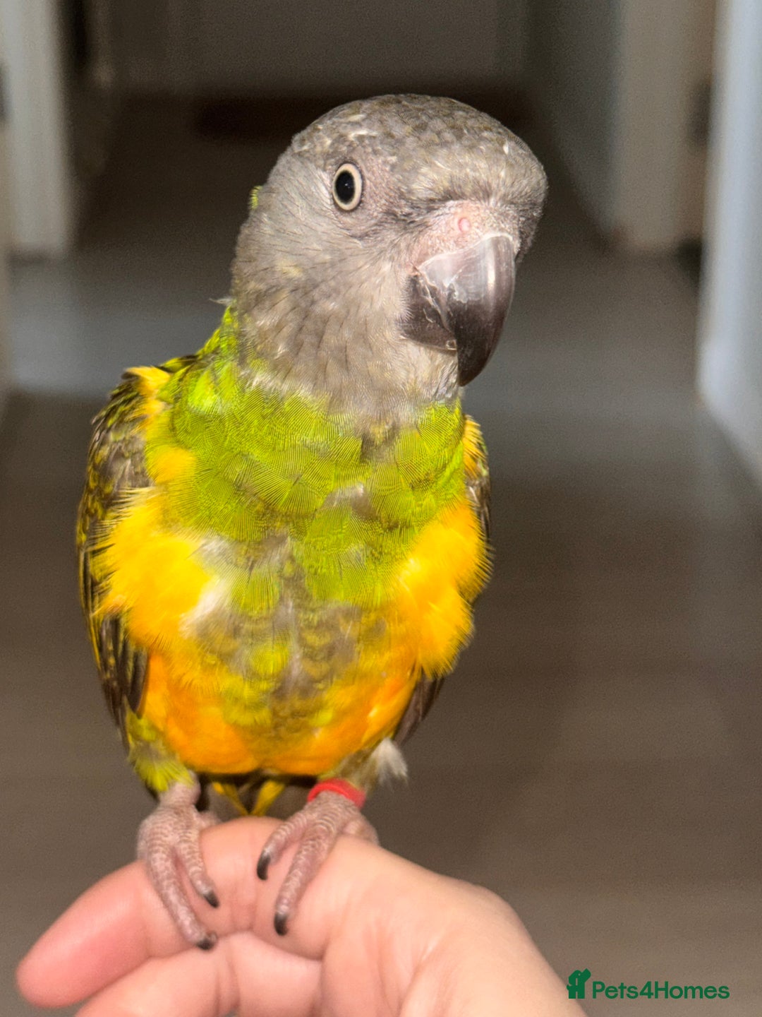 Parrots birds for sale: Senegal parrot  - Image 4