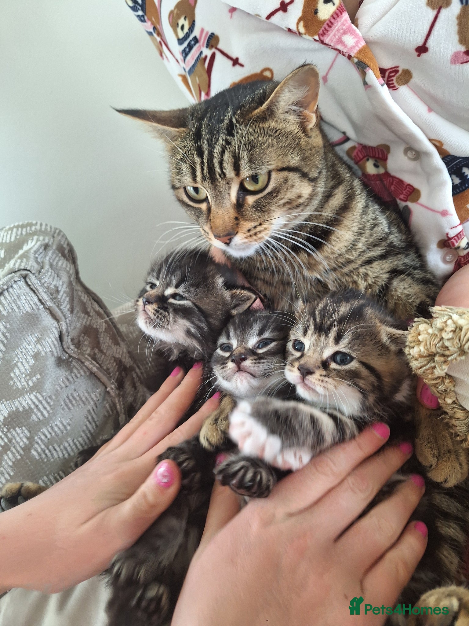 Mixed Breed cats Fluffy kittens  - Advert 1