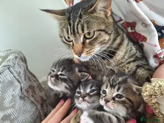Mixed Breed cats Fluffy kittens - Advert 6