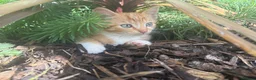 European cats for sale: Beautiful colourful kittens - Advert 23