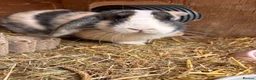 Mini Lop rabbits for sale: Mini lop buck  - Advert 2